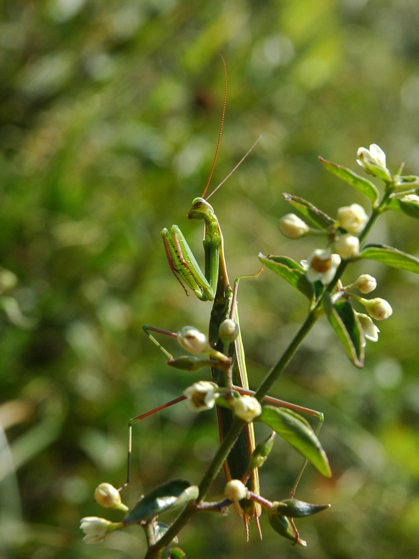 Mantidi da identificare 2006